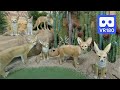 3D 180VR 4K Cute Desert fox Family in Happiness Desert Fox Village Fennec Foxes