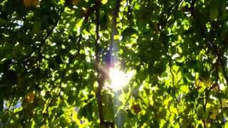 Sunlight through the green crowns of trees