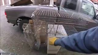 Which Raccoon Cage Trap is Best?  Raccoon Cage Traps: Styles, Tips, Pros, Cons