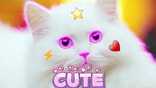 VIRAL KUCING CUTE❤[ 🔥PRESET CAP CUT 30 DETIK🔥]