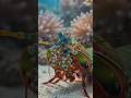 🦐 This Tiny Creature Has a Super Punch! #shorts #MantisShrimp #OceanFacts #SeaCreatures