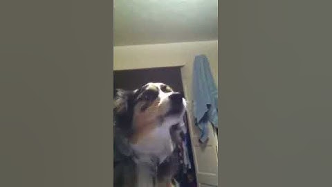 Howling dog