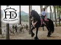 Caballos bailadores de yeguada los amarantos