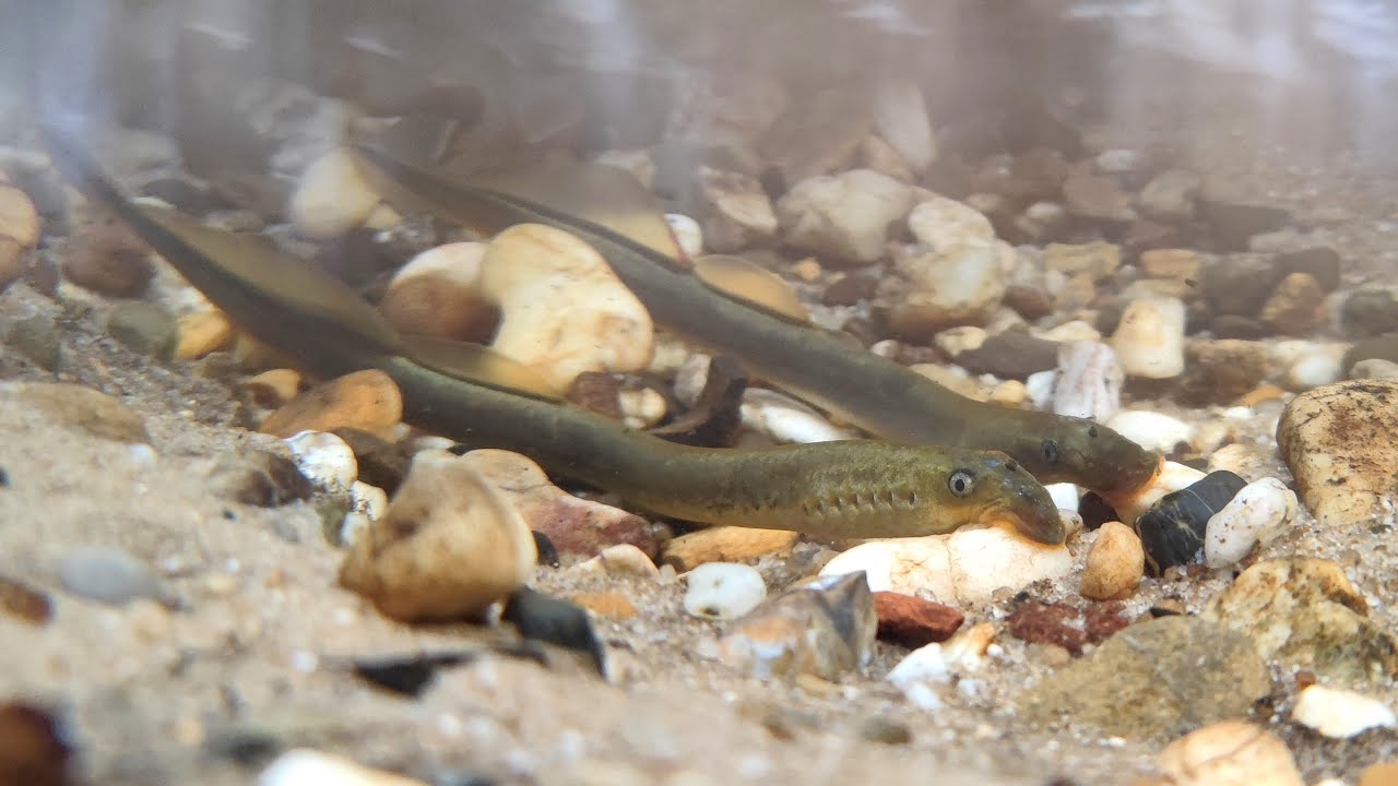 Beekprikken - Lampetra planeri, paai  (Brook lamprey spawning) Veluwe