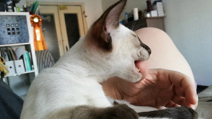 Watch the video about Cute siamese kitten