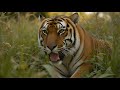 The Man Eating Tiger of Pilibhit | True Tales of Animals