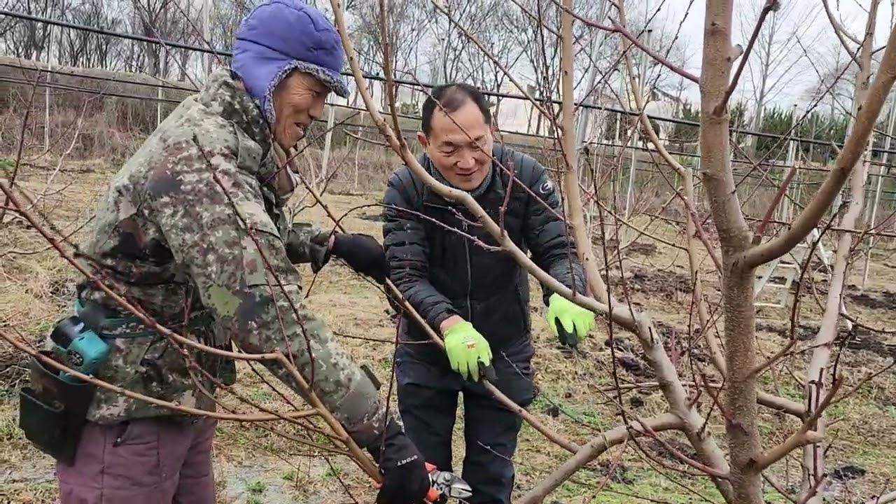 고수분 신비복숭아3년차 전지방법.
