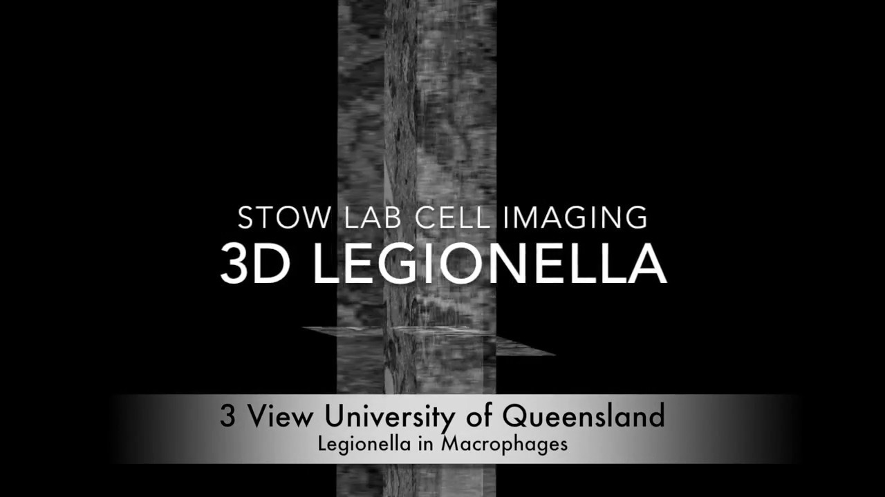 3D Legionella Stow Lab Cell Imaging