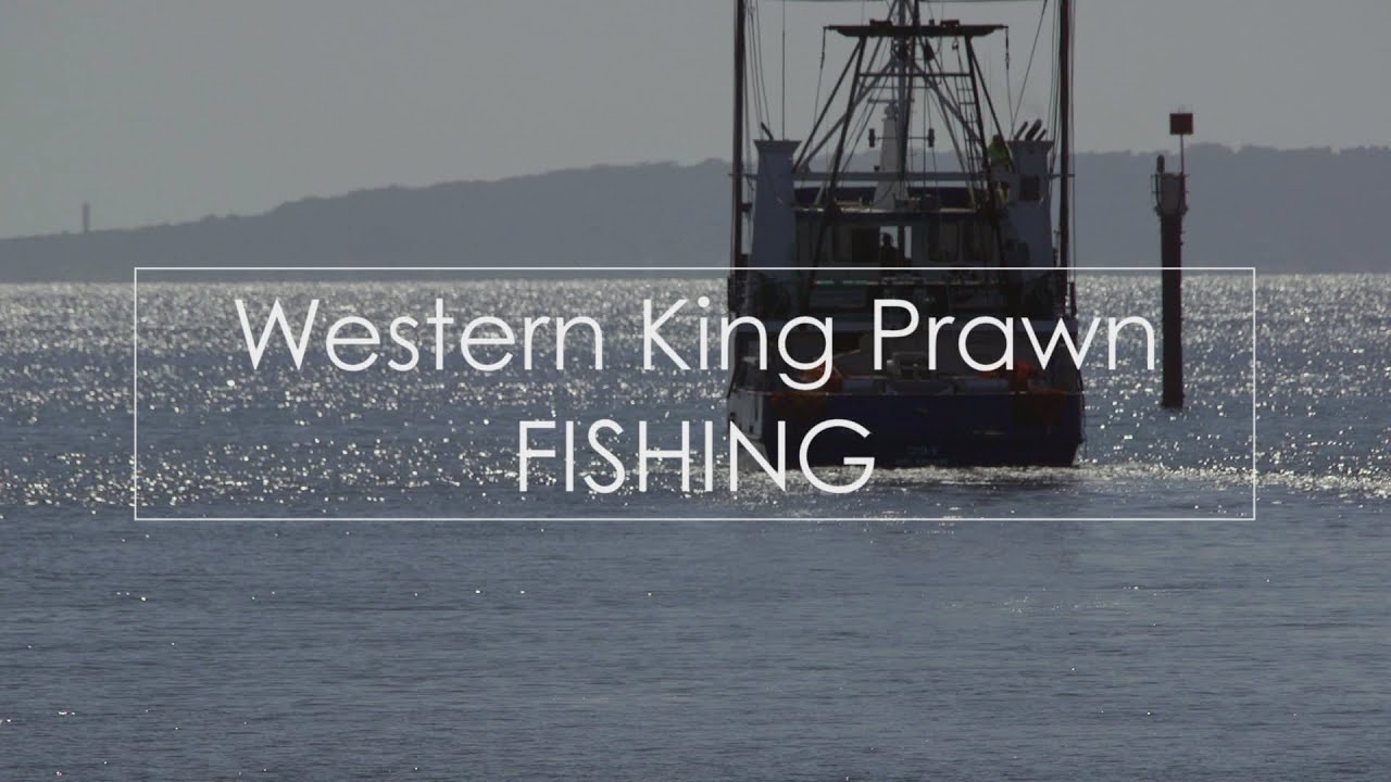 camera iphone 8 plus apk Western King Prawn Fishing
