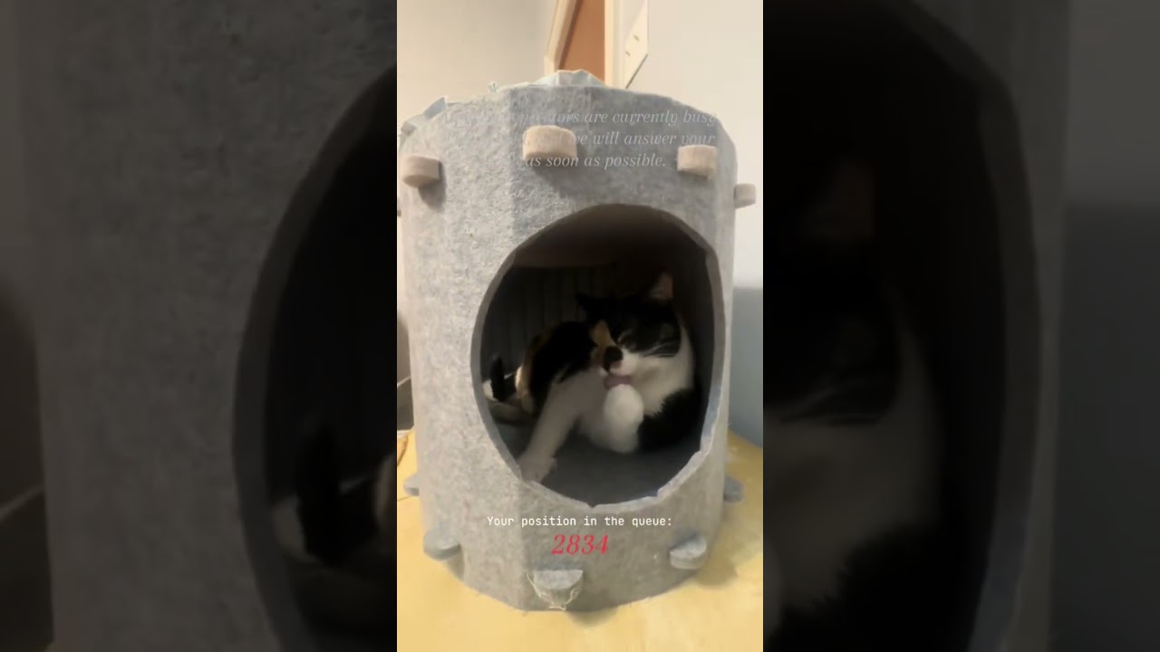 This cat’s a little busy :) 