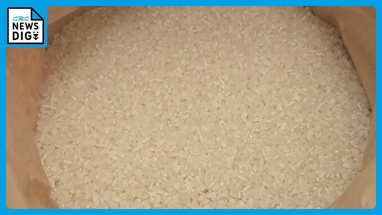 Competition to collect new rice is intensifying. 