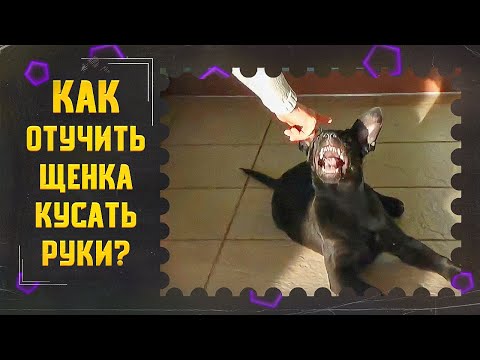 Как отучить щенка кусать руки (один из способов)