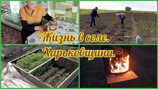 Высаживаем помидоры🍅🌶️/Огородные дела/Без света плохо💡