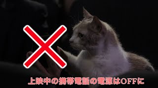 映画『先生と迷い猫』劇場マナー予告第2弾“猫が教える劇場マニャー講座”