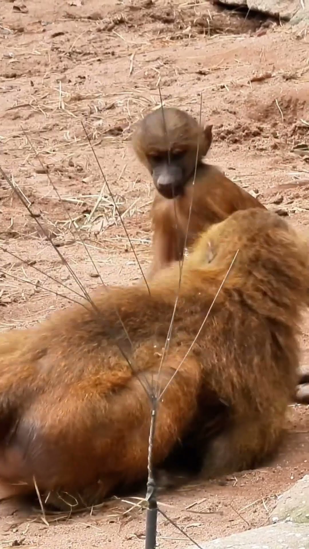 Monkeys Putting Some Efficiency