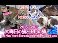 大晦日の猫と正月の猫 ~ぴっち♀&ぽっけ♂~【2015→2016】The New Year's Eve catsand the New Year's cats ~Picchi♀ & Pokke♂~