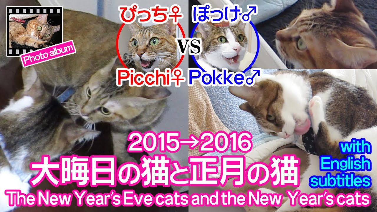 大晦日の猫と正月の猫 ~ぴっち♀&ぽっけ♂~【2015→2016】The New Year's Eve catsand the New Year's cats ~Picchi♀ & Pokke♂~