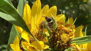 Beautiful Bees Mating Season