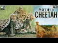 Two Wild Cheetah Mother - दो जंगली चीता माँ - Documentary In Hindi - World Documentary HD