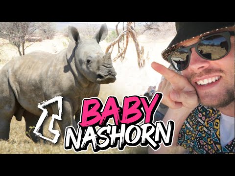Baby Nashorn gerettet!
