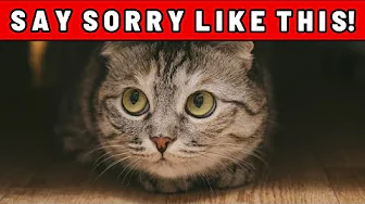 Some Cats Never Forgive – Unless You Apologize Like THIS
