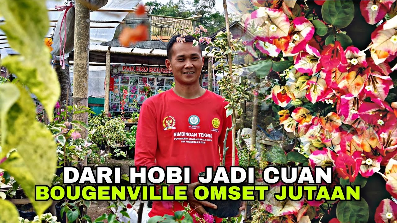 DARI HOBI JADI CUAN!! JUAL BOUGENVILLE LINTAS PULAU