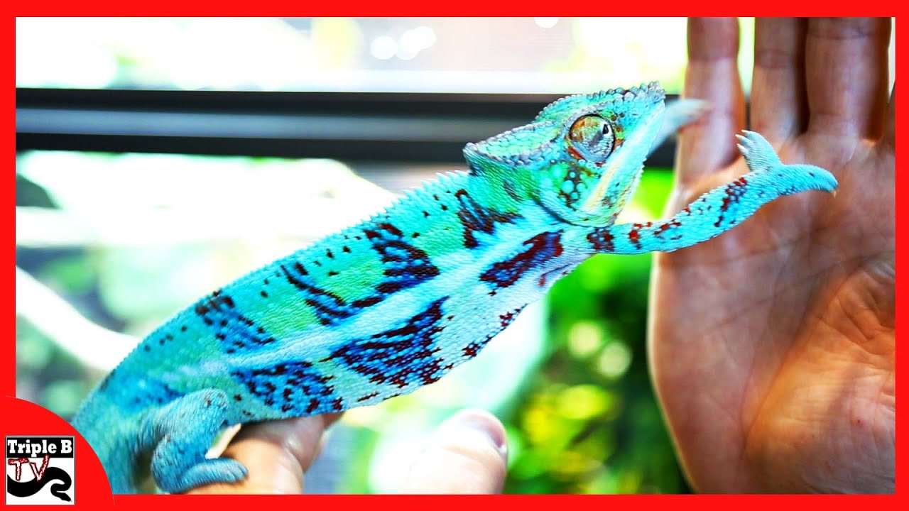 video phone beyonce mp3 Reptile Super Show Aug 2016 : Triple B TV - Ep.55