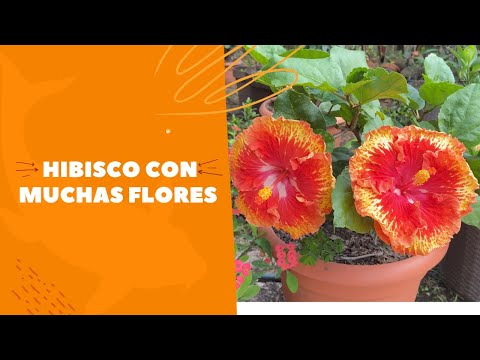 Video: Variedades de hibisco para la zona 8 - Cómo cuidar el hibisco de la zona 8