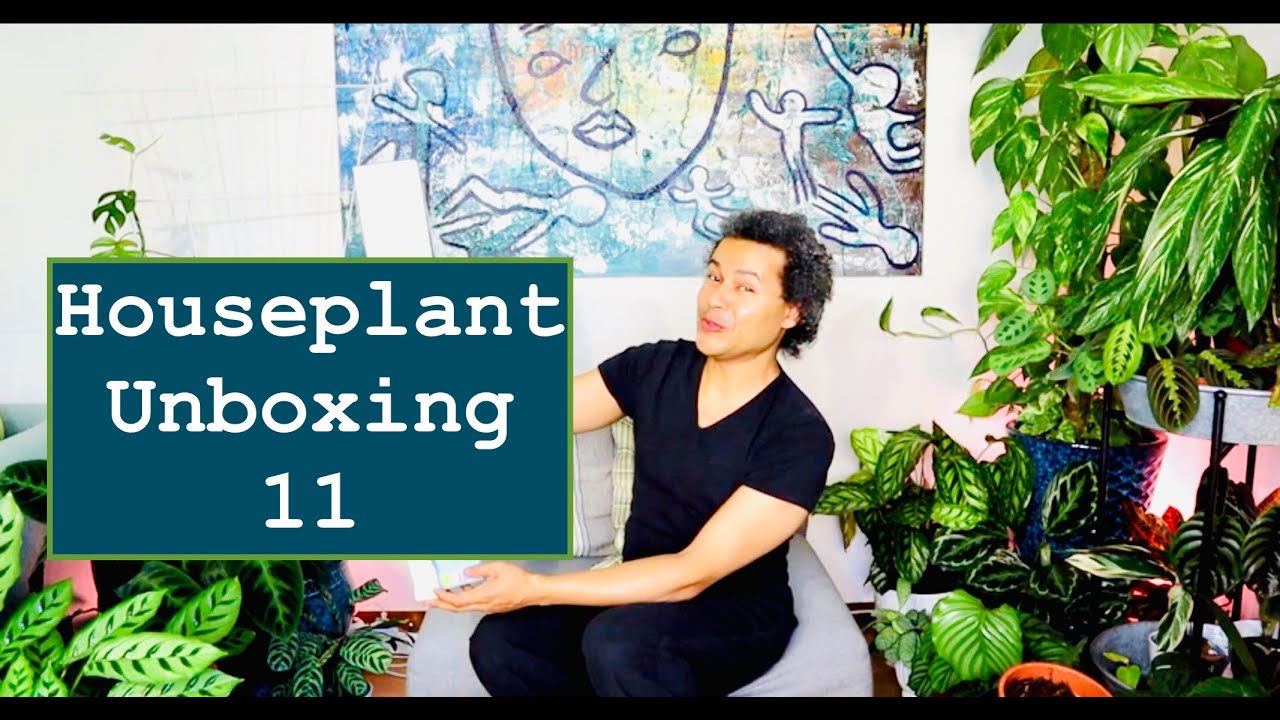 Houseplant Unboxing 11 & How to Repot & Stake Up a Philodendron