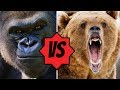 Animals That Could DEFEAT A Grizzly Bear