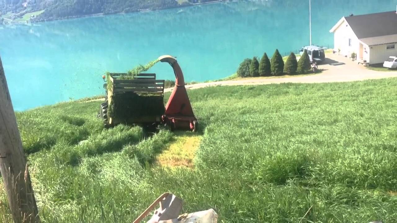 Forhøsting på Flo med massey Ferguson 3645 og taarup forhøster