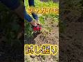 ジャガイモの試し掘り #ジャガイモ栽培