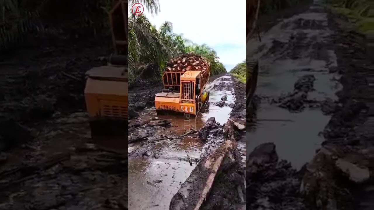 Crawler Dumper Palm Fruit Transportation #miniloader  #crawler #dumper