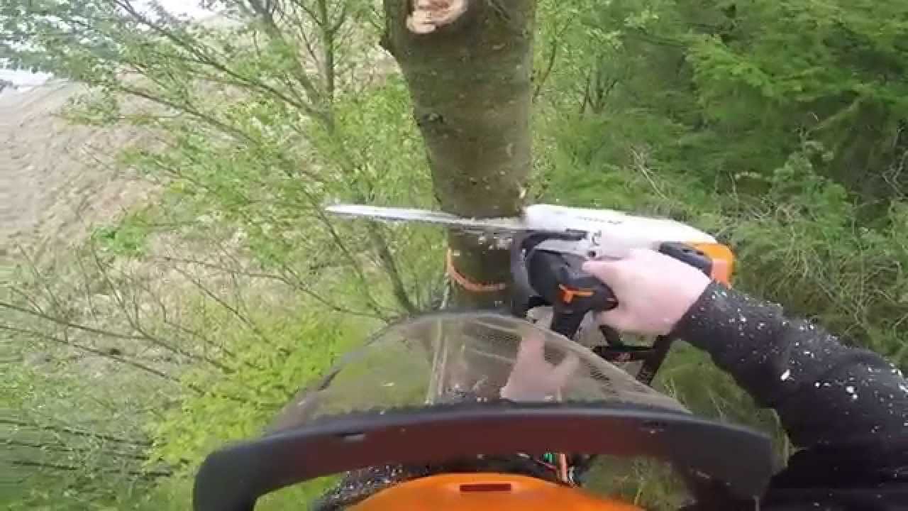 Pine Removal Arborist Gopro YouTube