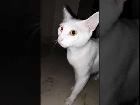 تكد تكد قطط قطة بسة       