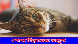 কিভাবে বুঝবেন আপনার বিড়াল অসুস্থ বিড়ালের অসুস্থ হওয়ার ১০টি লক্ষণ । 10 most common diseases in cats.