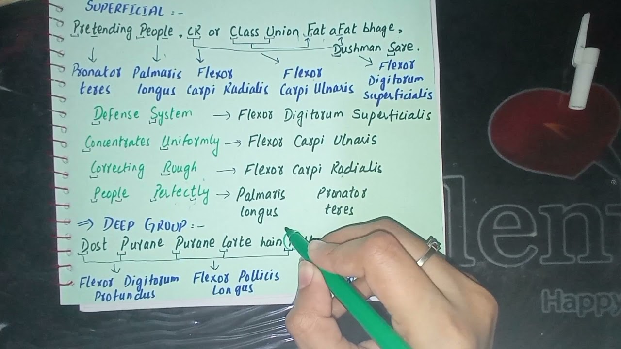 Mnemonics for arm and forearm muscles YouTube