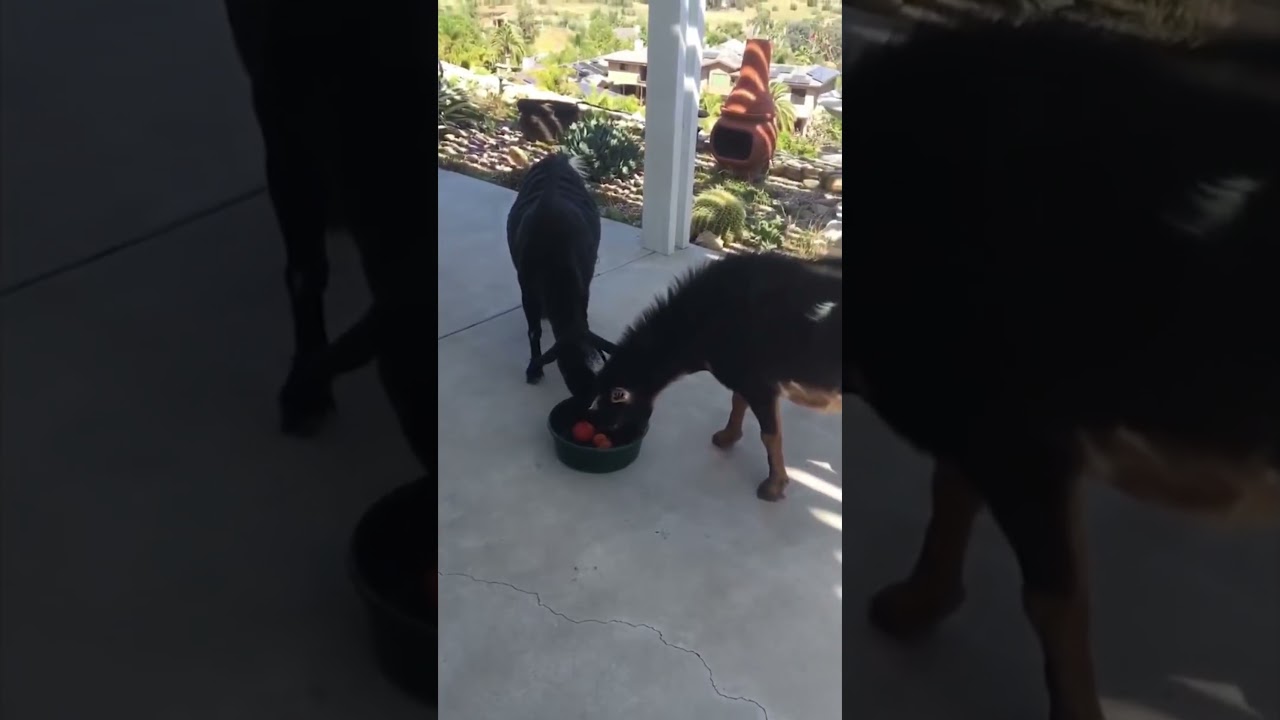 Angry dogs part 2 ANGRY Chihuahuas COMPILATION 3