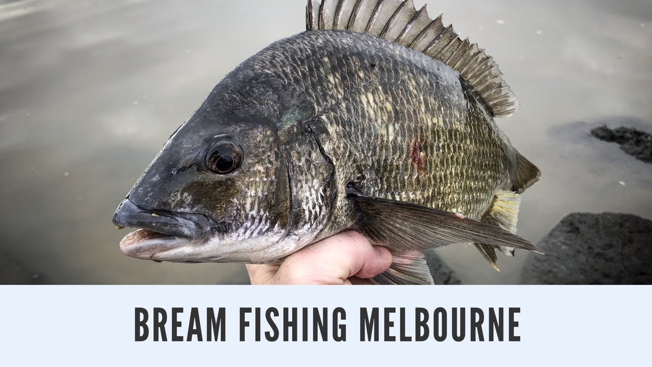Bream Fishing Melbourne Zman Soft Plastics YouTube