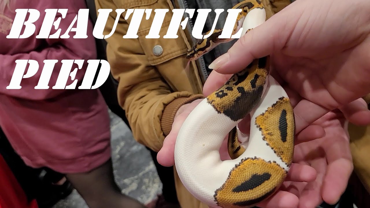 Scaled Up Reptile Expo Madison Wisconsin YouTube