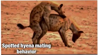 Dog want to meeting Her - Dog Meeting | Hyenas mating, Dog mating | Animals Mating .