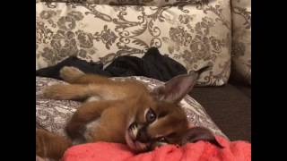 Лапочка котёнок. Продажа котят сервал и каракал. Лапочка котёнок. Продажа котят сервал и каракал.