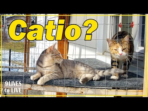 Video: Gato de arena: ¿Cómo se inventó?