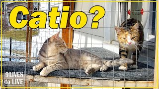 Should I Get a Catio?: Tips On Outdoor Cat Enclosures