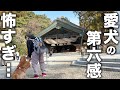 【島根旅】出雲大社に行ったら愛犬が動かなくなりました・・・【車中泊】