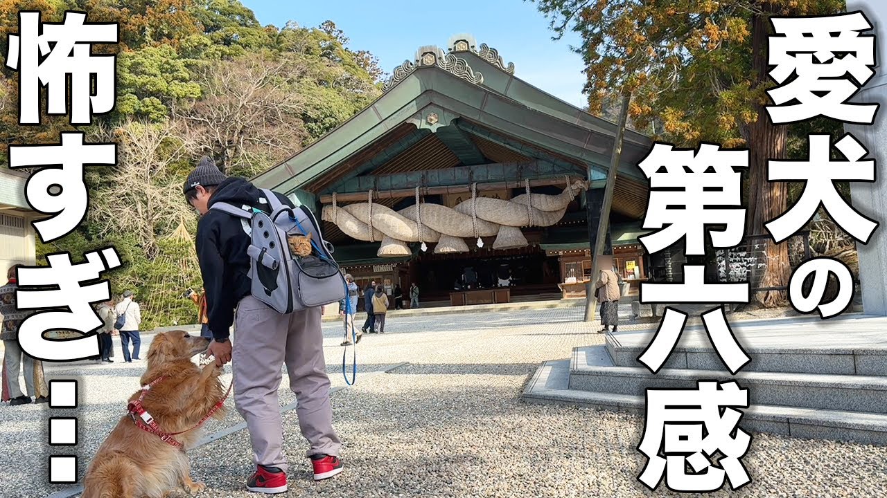 【島根旅】出雲大社に行ったら愛犬が動かなくなりました・・・【車中泊】