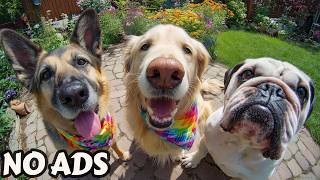 12 Hours of Relaxing Dog TV 🐕‍🦺 Soft Music for Deep Sleep, Stress Relief & Peaceful Alone Time 🎶 screenshot 4