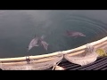 Ric obarry and korean dolphin rehab and release