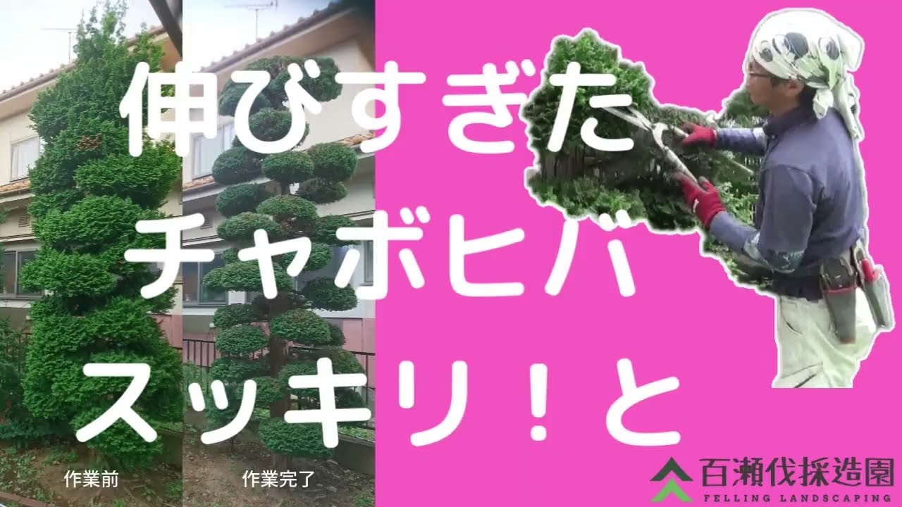 チャボヒバ約5メートル チャボヒバ約5メートル チャボヒバ」の記事一覧 ｜ 庭木の剪定専門サイト