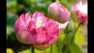 Dn Thin  Hoa Sen N Ngc  Master Quyt khng Vang